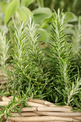 Rosmarinus officinalis 'Prostratus' (Rozemarijn 'Prostratus') - afbeelding 27
