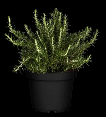 Rosmarinus officinalis 'Prostratus' (Rozemarijn 'Prostratus') - afbeelding 28