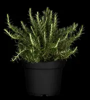 Rosmarinus officinalis 'Prostratus' (Rozemarijn 'Prostratus') - afbeelding 28