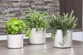 Rosmarinus officinalis 'Prostratus' (Rozemarijn 'Prostratus') - afbeelding 9