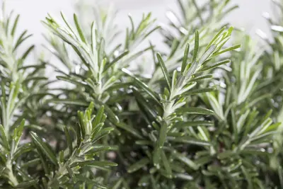 Rosmarinus officinalis 'Prostratus' (Rozemarijn 'Prostratus') - afbeelding 10