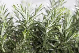 Rosmarinus officinalis 'Prostratus' (Rozemarijn 'Prostratus') - afbeelding 10