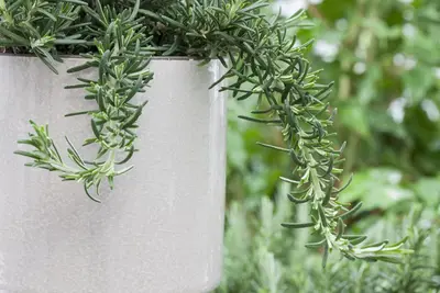 Rosmarinus officinalis 'Prostratus' (Rozemarijn 'Prostratus') - afbeelding 12