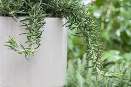 Rosmarinus officinalis 'Prostratus' (Rozemarijn 'Prostratus') - afbeelding 12