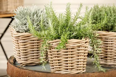 Rosmarinus officinalis 'Prostratus' (Rozemarijn 'Prostratus') - afbeelding 15