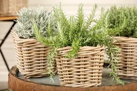 Rosmarinus officinalis 'Prostratus' (Rozemarijn 'Prostratus') - afbeelding 15