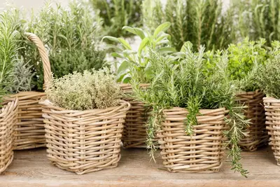 Rosmarinus officinalis 'Prostratus' (Rozemarijn 'Prostratus') - afbeelding 16