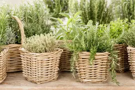 Rosmarinus officinalis 'Prostratus' (Rozemarijn 'Prostratus') - afbeelding 16