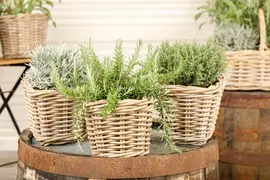 Rosmarinus officinalis 'Prostratus' (Rozemarijn 'Prostratus') - afbeelding 17