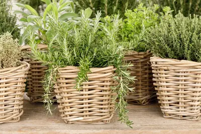 Rosmarinus officinalis 'Prostratus' (Rozemarijn 'Prostratus') - afbeelding 18