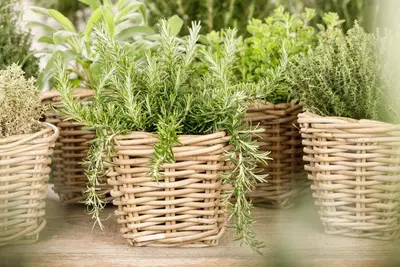 Rosmarinus officinalis 'Prostratus' (Rozemarijn 'Prostratus') - afbeelding 19