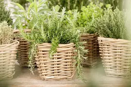 Rosmarinus officinalis 'Prostratus' (Rozemarijn 'Prostratus') - afbeelding 19