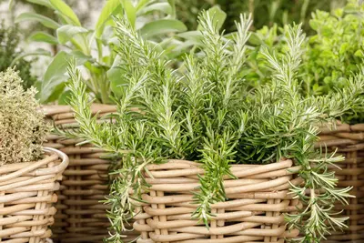 Rosmarinus officinalis 'Prostratus' (Rozemarijn 'Prostratus') - afbeelding 23