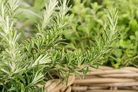 Rosmarinus officinalis 'Prostratus' (Rozemarijn 'Prostratus') - afbeelding 24