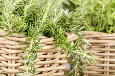 Rosmarinus officinalis 'Prostratus' (Rozemarijn 'Prostratus') - afbeelding 25
