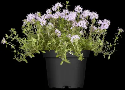 Rosmarinus officinalis 'Prostratus' (Rozemarijn 'Prostratus') - afbeelding 5