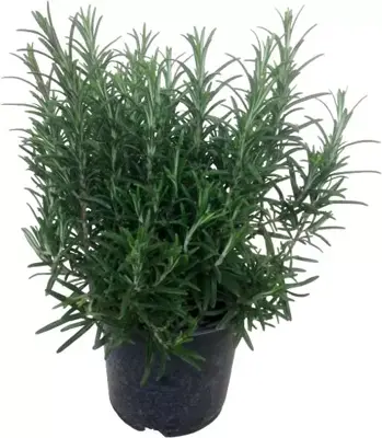 Rosmarinus officinalis (Rozemarijn) ø14 cm - afbeelding 1