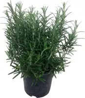 Rosmarinus officinalis (Rozemarijn) ø14 cm - afbeelding 1