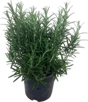 Rosmarinus officinalis (Rozemarijn) ø14 cm - afbeelding 1