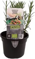 Rosmarinus officinalis (Rozemarijn) 15cm - afbeelding 2