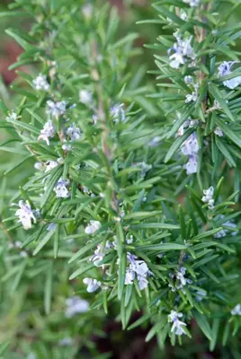 Rosmarinus officinalis (Rozemarijn) 15cm - afbeelding 3