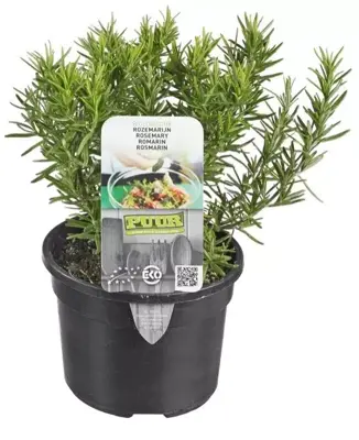 Rosmarinus officinalis (Rozemarijn) 15cm - afbeelding 1