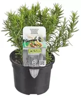 Rosmarinus officinalis (Rozemarijn) 15cm - afbeelding 1