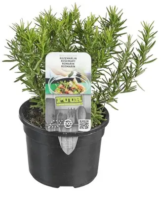 Rosmarinus officinalis (Rozemarijn) 15cm - afbeelding 1