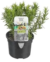 Rosmarinus officinalis (Rozemarijn) 15cm - afbeelding 1