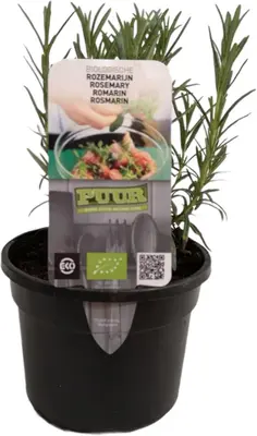 Rosmarinus officinalis (Rozemarijn) 15cm - afbeelding 2