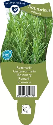 Rosmarinus officinalis (Rozemarijn) - afbeelding 1