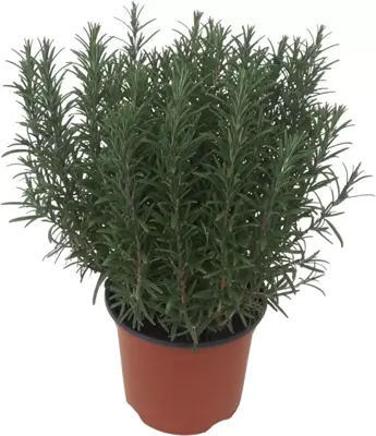Rosmarinus officinalis (Rozemarijn) ø18 cm - afbeelding 1