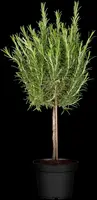 Rosmarinus officinalis (Rozemarijn) ø18 cm - afbeelding 6