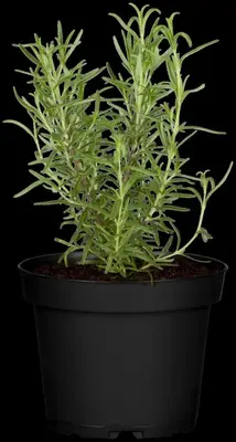 Rosmarinus officinalis (Rozemarijn) - afbeelding 53