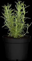 Rosmarinus officinalis (Rozemarijn) - afbeelding 53