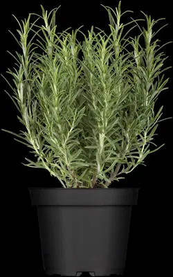 Rosmarinus officinalis (Rozemarijn) - afbeelding 7