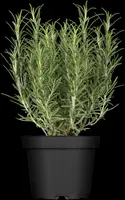 Rosmarinus officinalis (Rozemarijn) - afbeelding 7