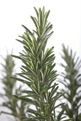 Rosmarinus officinalis (Rozemarijn) - afbeelding 3