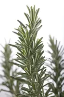 Rosmarinus officinalis (Rozemarijn) - afbeelding 3