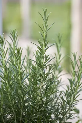 Rosmarinus officinalis (Rozemarijn) - afbeelding 8