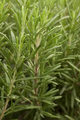 Rosmarinus officinalis (Rozemarijn) - afbeelding 11