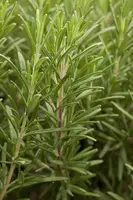 Rosmarinus officinalis (Rozemarijn) - afbeelding 11