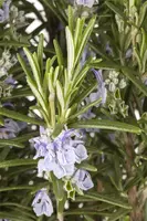 Rosmarinus officinalis (Rozemarijn) - afbeelding 17