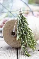 Rosmarinus officinalis (Rozemarijn) - afbeelding 28