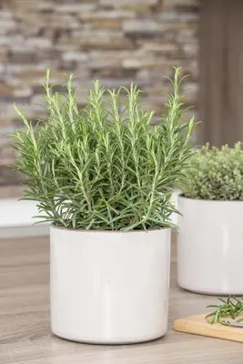 Rosmarinus officinalis (Rozemarijn) - afbeelding 32