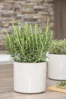 Rosmarinus officinalis (Rozemarijn) - afbeelding 32