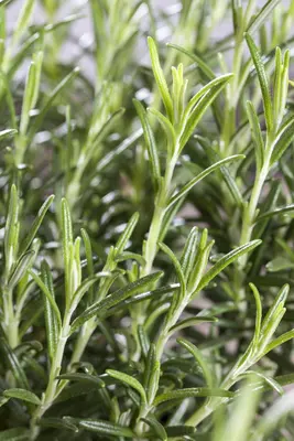 Rosmarinus officinalis (Rozemarijn) - afbeelding 34