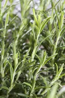 Rosmarinus officinalis (Rozemarijn) - afbeelding 34