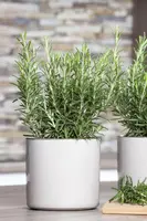 Rosmarinus officinalis (Rozemarijn) - afbeelding 36