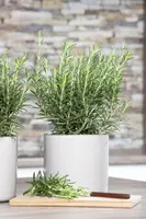 Rosmarinus officinalis (Rozemarijn) - afbeelding 37
